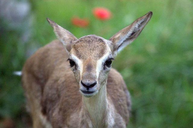 Hatay Dağ Ceylanı &Uuml;retim İstasyonu&rsquo;nda Bir İlk Yaşandı 1