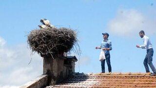 Anneleri Ölen Yavru Leylekleri Belediye Ve Mahalleli Besliyor