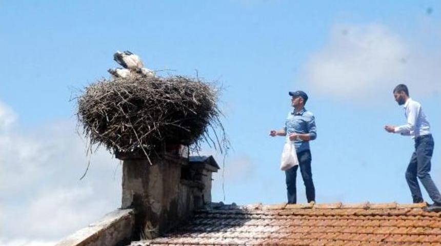 Anneleri &Ouml;len Yavru Leylekleri Belediye Ve Mahalleli Besliyor