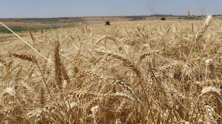 Yağış &Ccedil;ift&ccedil;inin Y&uuml;z&uuml;n&uuml; G&uuml;ld&uuml;rd&uuml; Verim Y&uuml;zde 20&rsquo;den Fazla Arttı