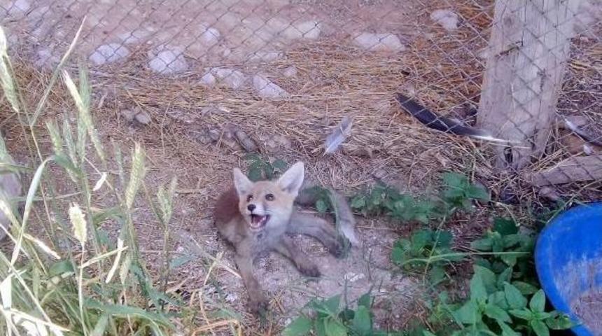 Fel&ccedil;li Yavru Tilki Tedavi Altında