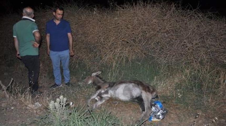 Tır'ın &Ccedil;arptığı Eşek Telef Oldu