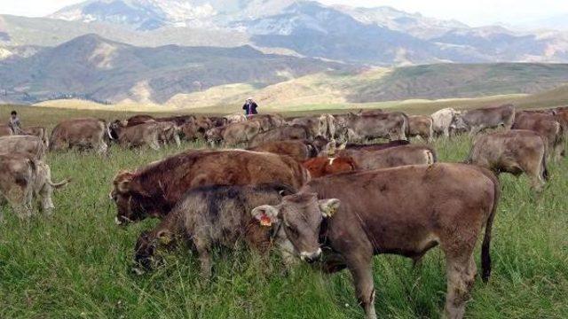 Danalar Törenle Meraya Salındı