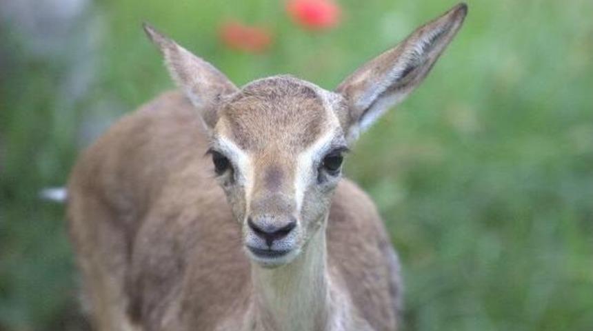 Kırıkhan'da Ilk Yavru Ceylan D&uuml;nyaya Geldi