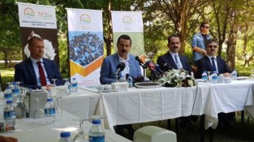 Türkiye’den Yeni Bir Adım: Yerli Tavuk Anadolu T Ve Siyah Pirinç