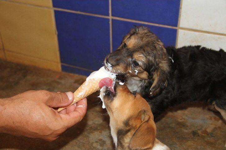Sıcaktan Bunalan Köpekler Dondurma Ve Duşla Serinletiliyor G2