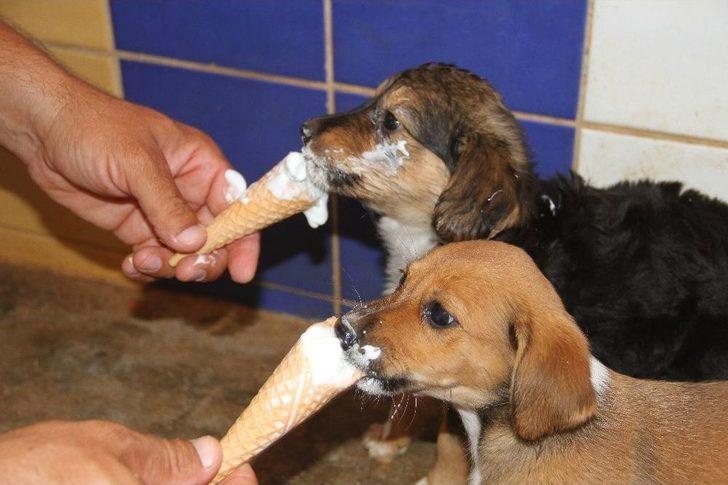Sıcaktan Bunalan Köpekler Dondurma Ve Duşla Serinletiliyor G3