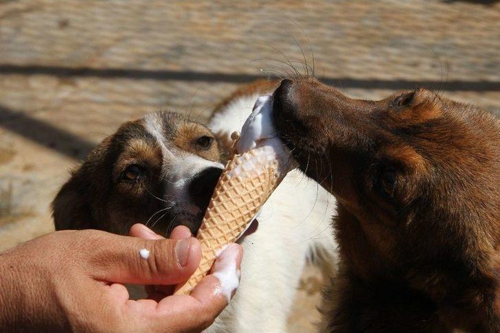 Sıcaktan Bunalan Köpekler Dondurma Ve Duşla Serinletiliyor G5