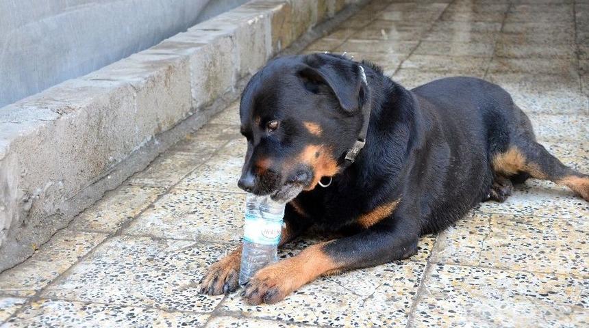 Kayıp K&ouml;pek Doby Aylar Sonra Sahibine Kavuştu