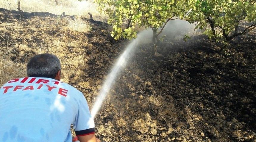 Siirt’te Yangın Fıstık Ağaçlarına Sıçramadan Söndürüldü