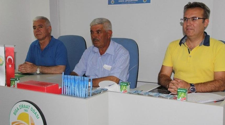 Biga’da Domates Hasat Şenliği Düzenlenecek