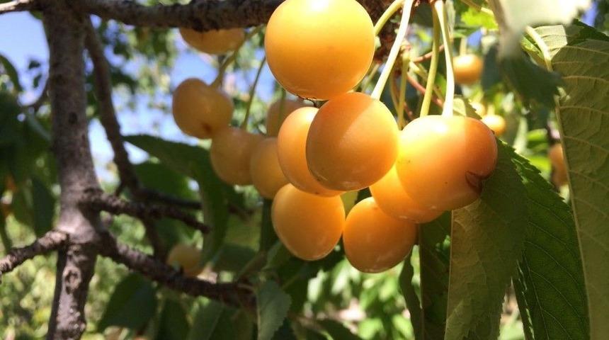 Beyaz Kiraz &Uuml;reticileri Dertli