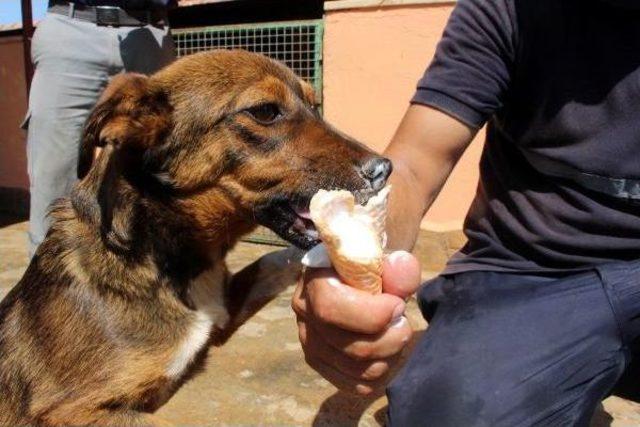 Aşırı Sıcaktan Bunalan Can Dostlarına Duş Ve Dondurma