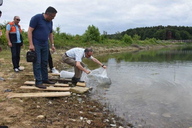 Sinop Göletlerine 35 Bin Sazan Balığı Yavrusu Bırakıldı