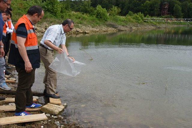 Sinop Göletlerine 35 Bin Sazan Balığı Yavrusu Bırakıldı