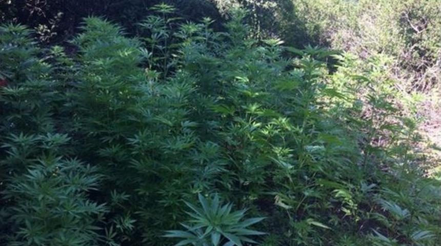 Ormanlık Alanda Hint Keneviri Bah&ccedil;esi Kurmuş