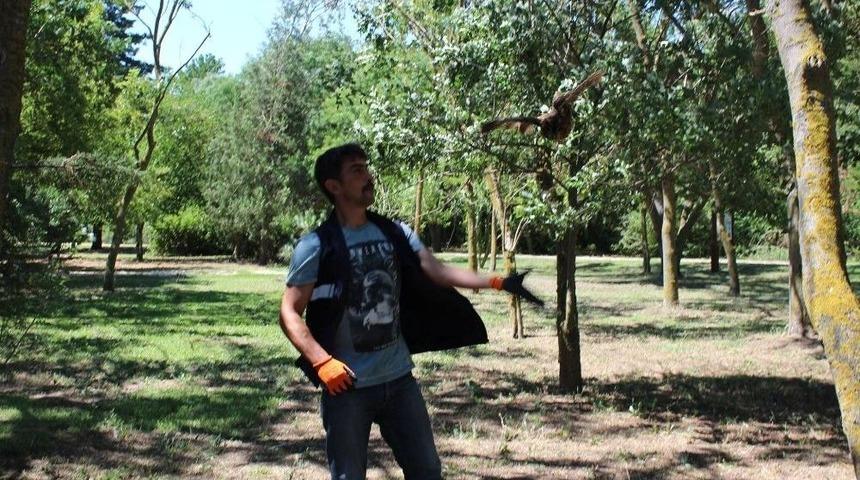 Kanadı Kırılan Alaca Baykuş Tedavi Edildi