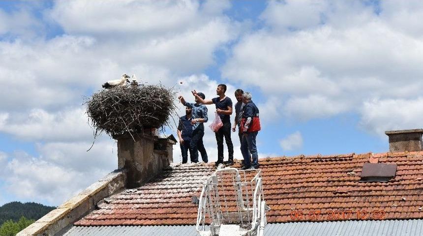 Anneleri Ölen Yavru Leyleklere, Belediye Ve Mahalleli Sahip Çıktı