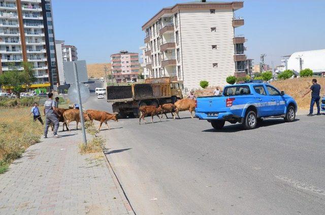 Batman’da Başıboş Hayvanlar Toplanmaya Başlandı