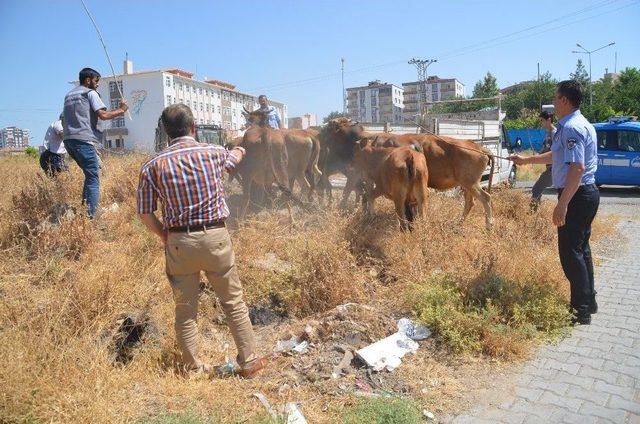 Batman’da Başıboş Hayvanlar Toplanmaya Başlandı