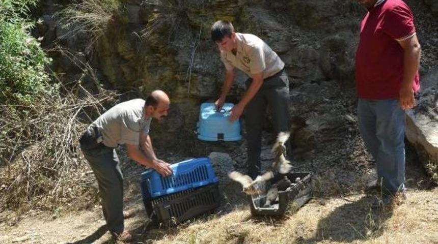 Doğaya 4 Bin Kınalı Keklik Salındı