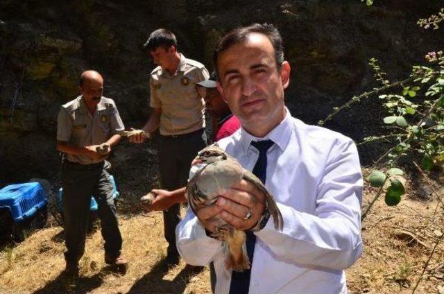 Doğaya 4 Bin Kınalı Keklik Salındı 2