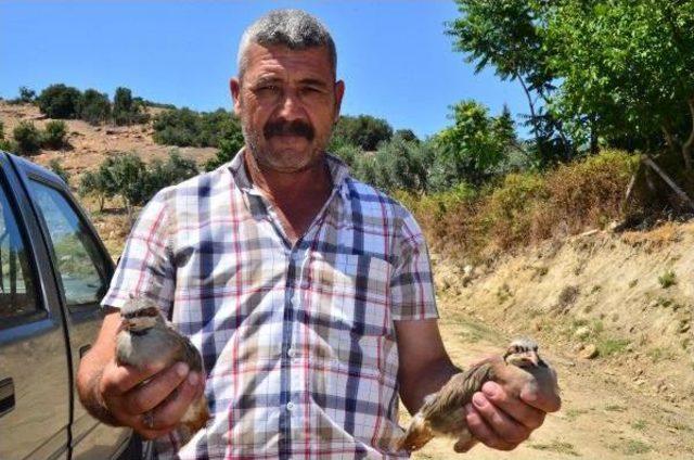 Doğaya 4 Bin Kınalı Keklik Salındı 3