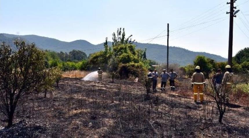 Alevler, Meyve Bah&ccedil;esini K&uuml;l Etti