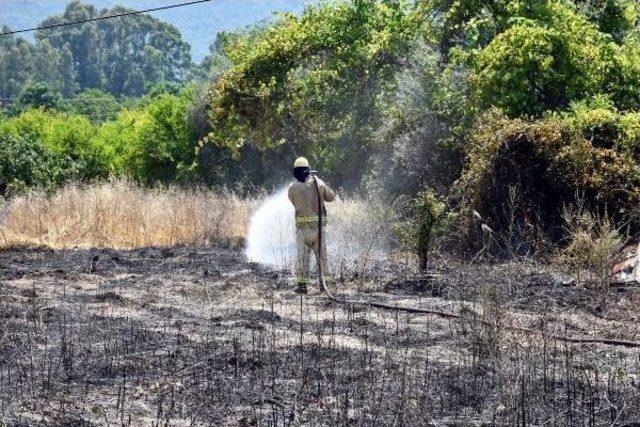 Alevler, Meyve Bah&ccedil;esini K&uuml;l Etti 2