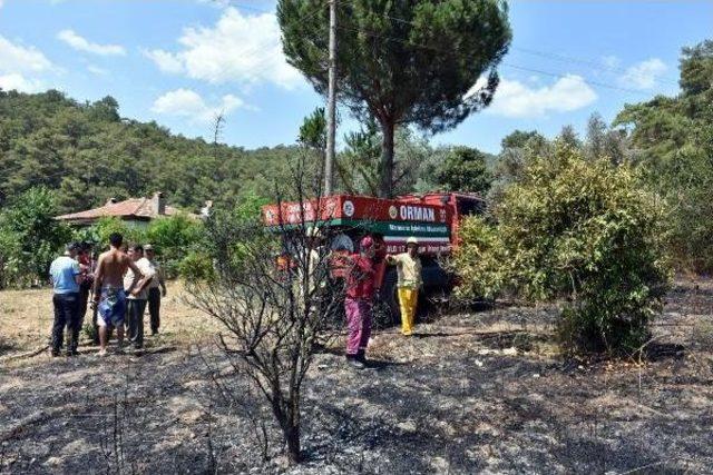 Alevler, Meyve Bah&ccedil;esini K&uuml;l Etti 3