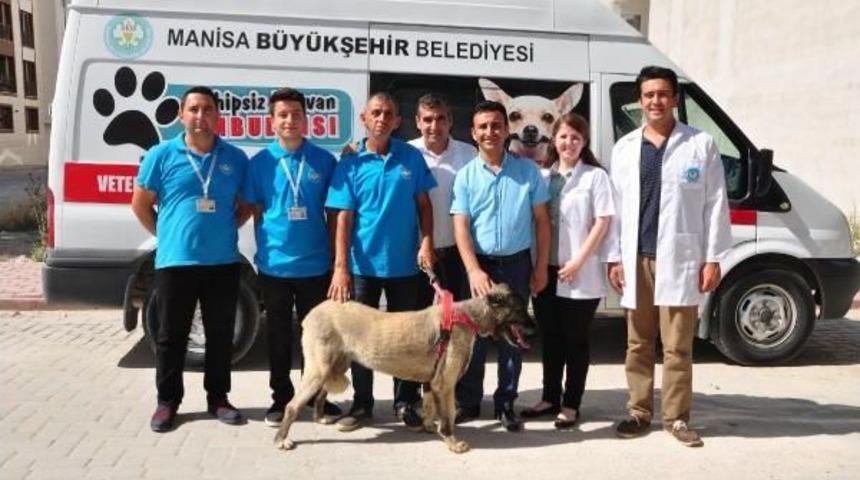 İşkence G&ouml;ren Sokak K&ouml;peği Doğal Ortamına Bırakıldı