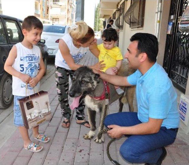 İşkence Gören Sokak Köpeği Doğal Ortamına Bırakıldı