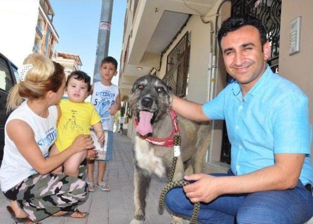 İşkence Gören Sokak Köpeği Doğal Ortamına Bırakıldı