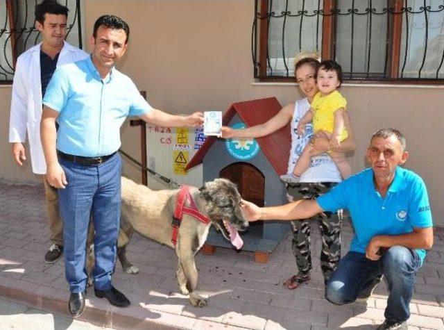 İşkence Gören Sokak Köpeği Doğal Ortamına Bırakıldı