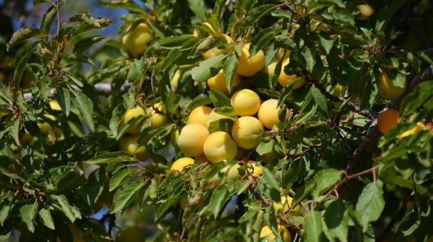 Malatya Kayısısı Avrupa&rsquo;dan Vize Aldı