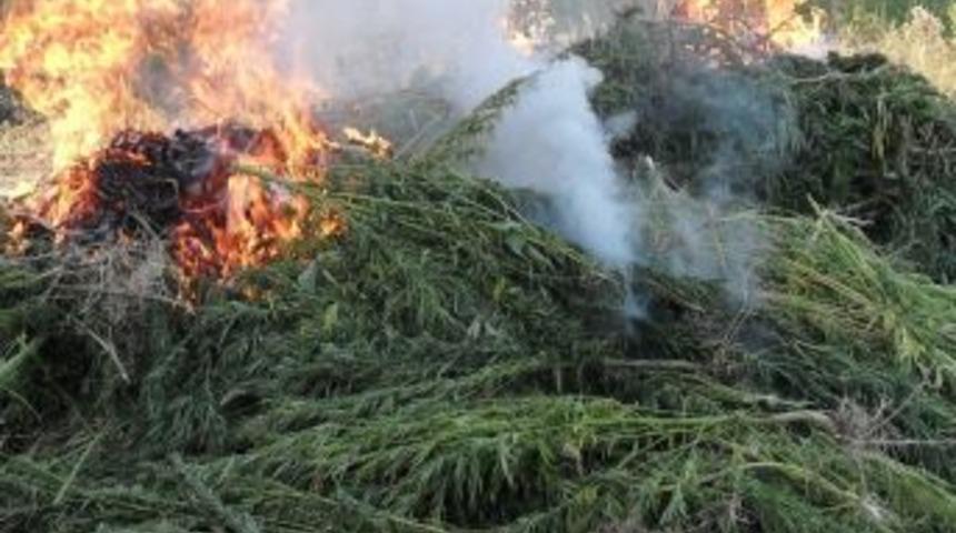 Kırklareli&rsquo;nde 60 Bin K&ouml;k Hint Keneviri İmha Edildi