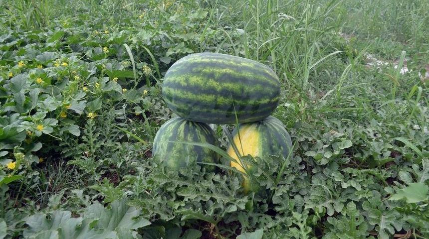 (&ouml;zel Haber) Iğdır&rsquo;da &Ouml;rt&uuml; Altı Karpuz Hasadı Başladı