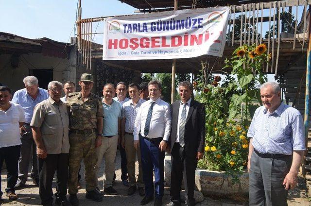 (&ouml;zel Haber) Iğdır&rsquo;da &Ouml;rt&uuml; Altı Karpuz Hasadı Başladı 2