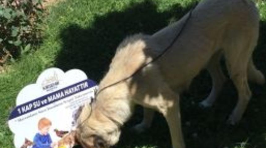 Belediye, &lsquo;1 Kap Su Ve Mama Hayattır&rsquo; Projesini Başlattı