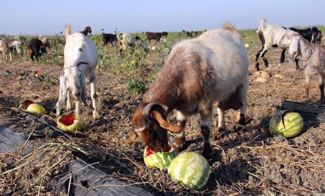 Karpuz Tarlada Kaldı, Ke&ccedil;ilere Yem Oldu