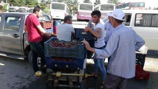 &Uuml;z&uuml;ml&uuml; Kirazı Rusya&rsquo;Ya Ihra&ccedil; Ediliyor 1