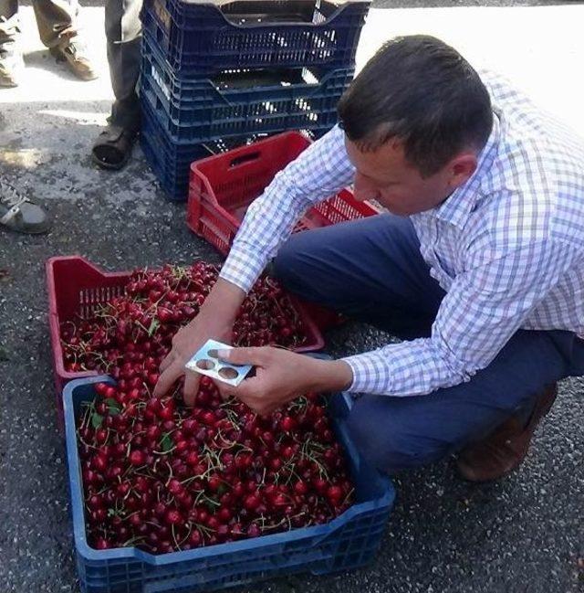 &Uuml;z&uuml;ml&uuml; Kirazı Rusya&rsquo;Ya Ihra&ccedil; Ediliyor 2