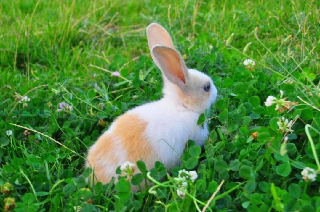 (&ouml;zel Haber) Ka&ccedil;ırıldığını İddia Ettiği Tavşanını Sosyal Medya &Uuml;zerinden Arıyor