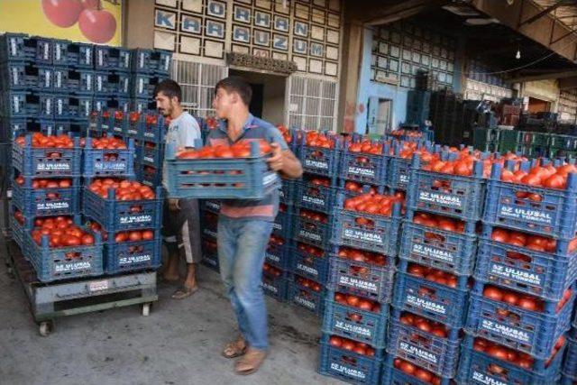 Sıcak Hava Domatesi Vurdu, Kilosu 30 Kuruşa Düştü