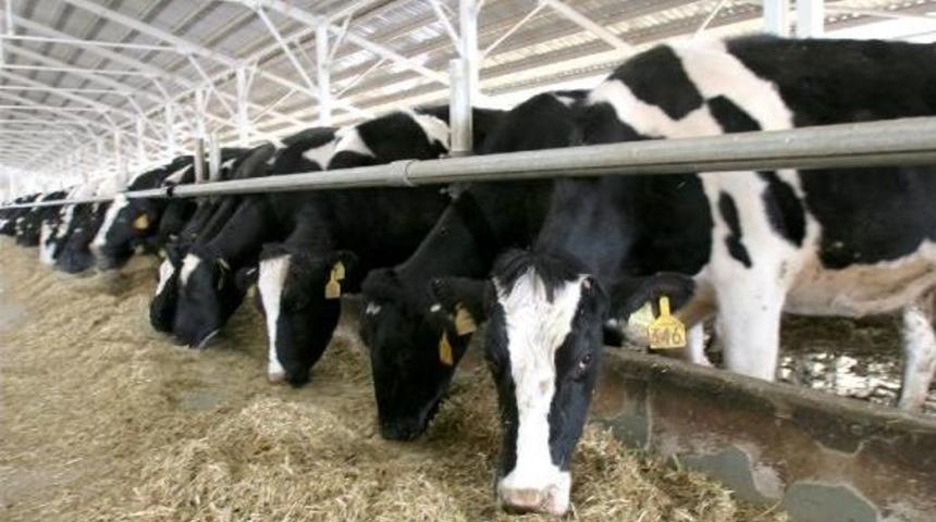 Süt Üreticisine Yem Dayatması