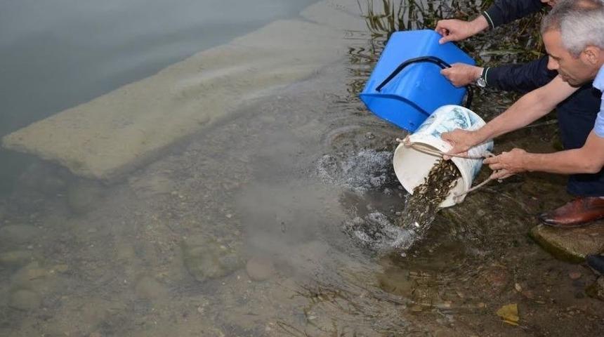 Gaga G&ouml;l&uuml;&rsquo;ne 25 Bin Sazan Yavrusu Bırakıldı