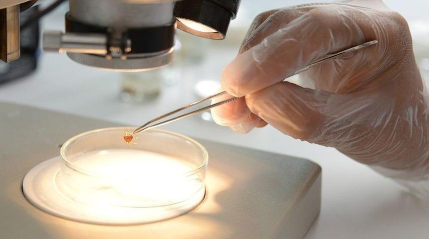 Keneler, Temmuz-ağustos Aylarında Etkinliğini Artırıyor