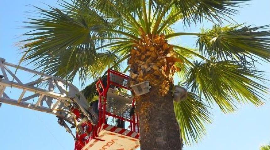 Ağa&ccedil;taki Yavru Kediyi Itfaiye Kurtardı