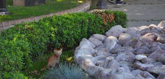 Ağa&ccedil;taki Yavru Kediyi Itfaiye Kurtardı 1