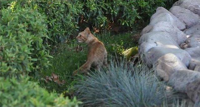 Ağa&ccedil;taki Yavru Kediyi Itfaiye Kurtardı 2